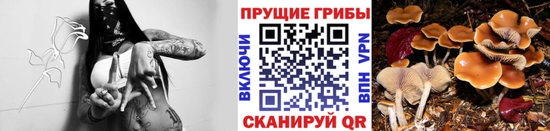 Псилоцибиновые грибы Magic Shrooms  Калуга 